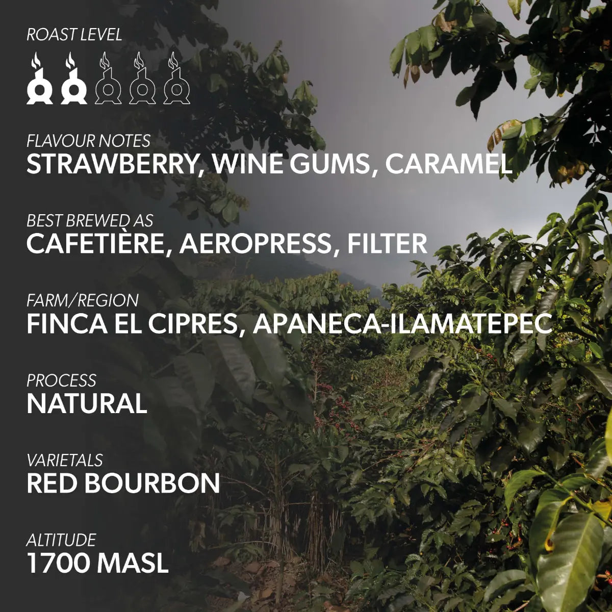 Chimney Fire El Salvador Coffee Beans - Strawberry, Wine Gums, Caramel