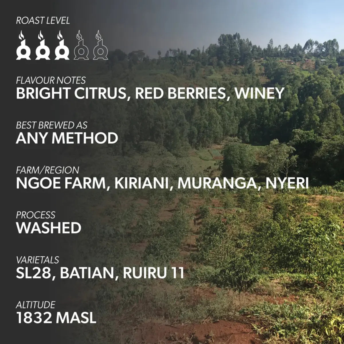 Chimney Fire Kenya Coffee Beans - Bright Citrus, Red Berries, Winey