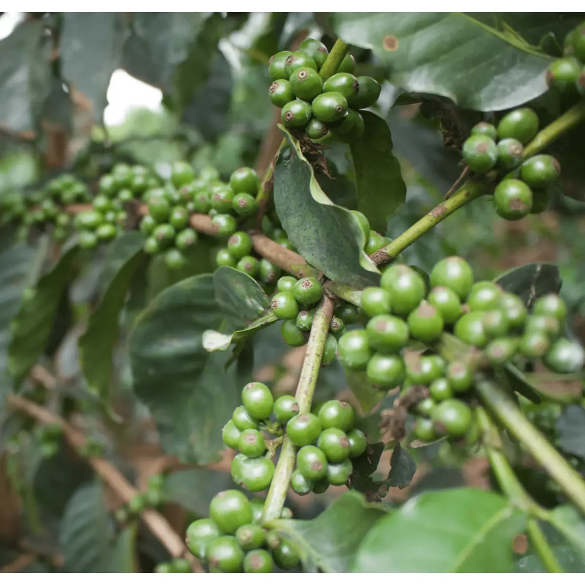 Chimney Fire Kenya Coffee Beans - Bright Citrus, Red Berries, Winey