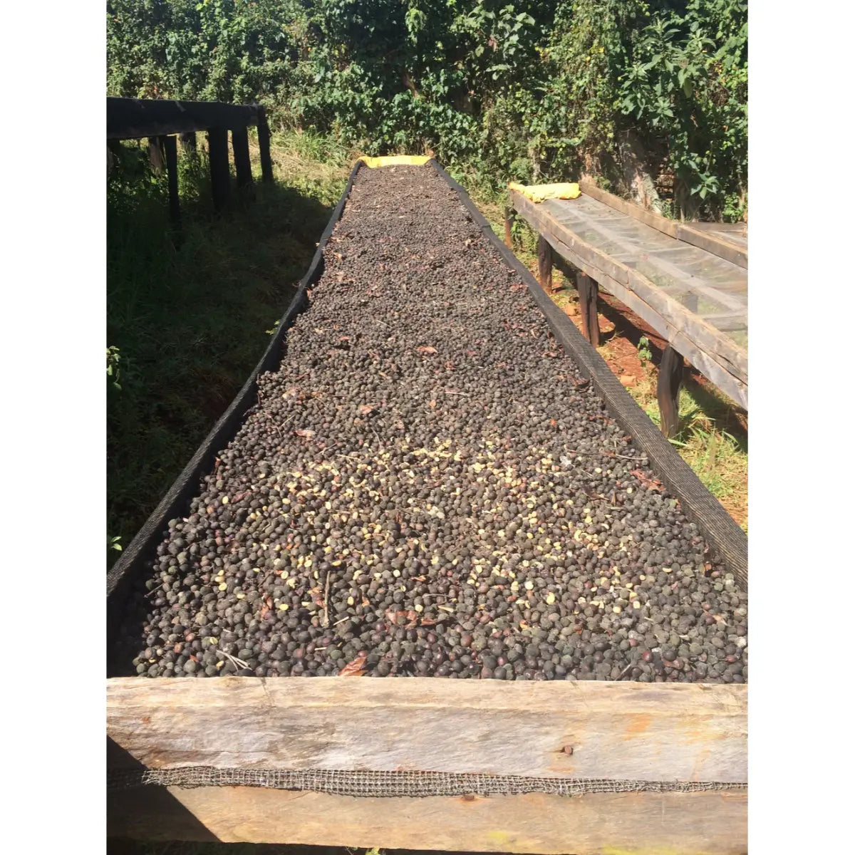 Chimney Fire Kenya Coffee Beans - Bright Citrus, Red Berries, Winey