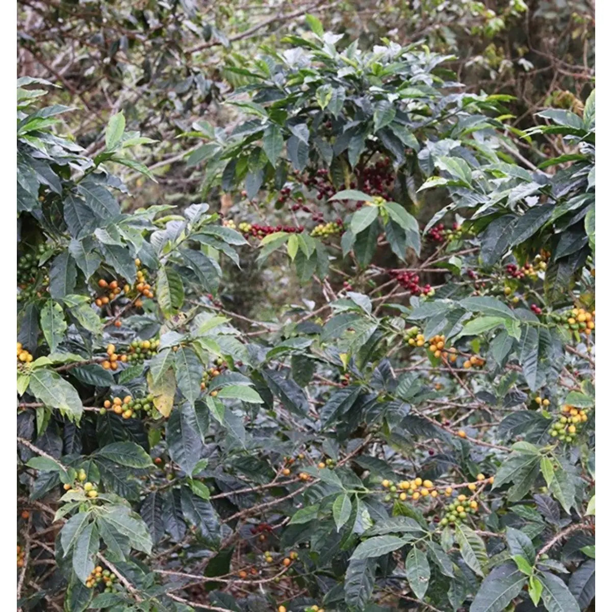 MONT58 Natural Decaf Coffee Beans