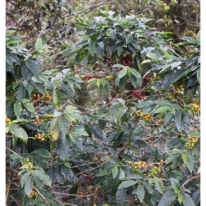 MONT58 Natural Decaf Coffee Beans