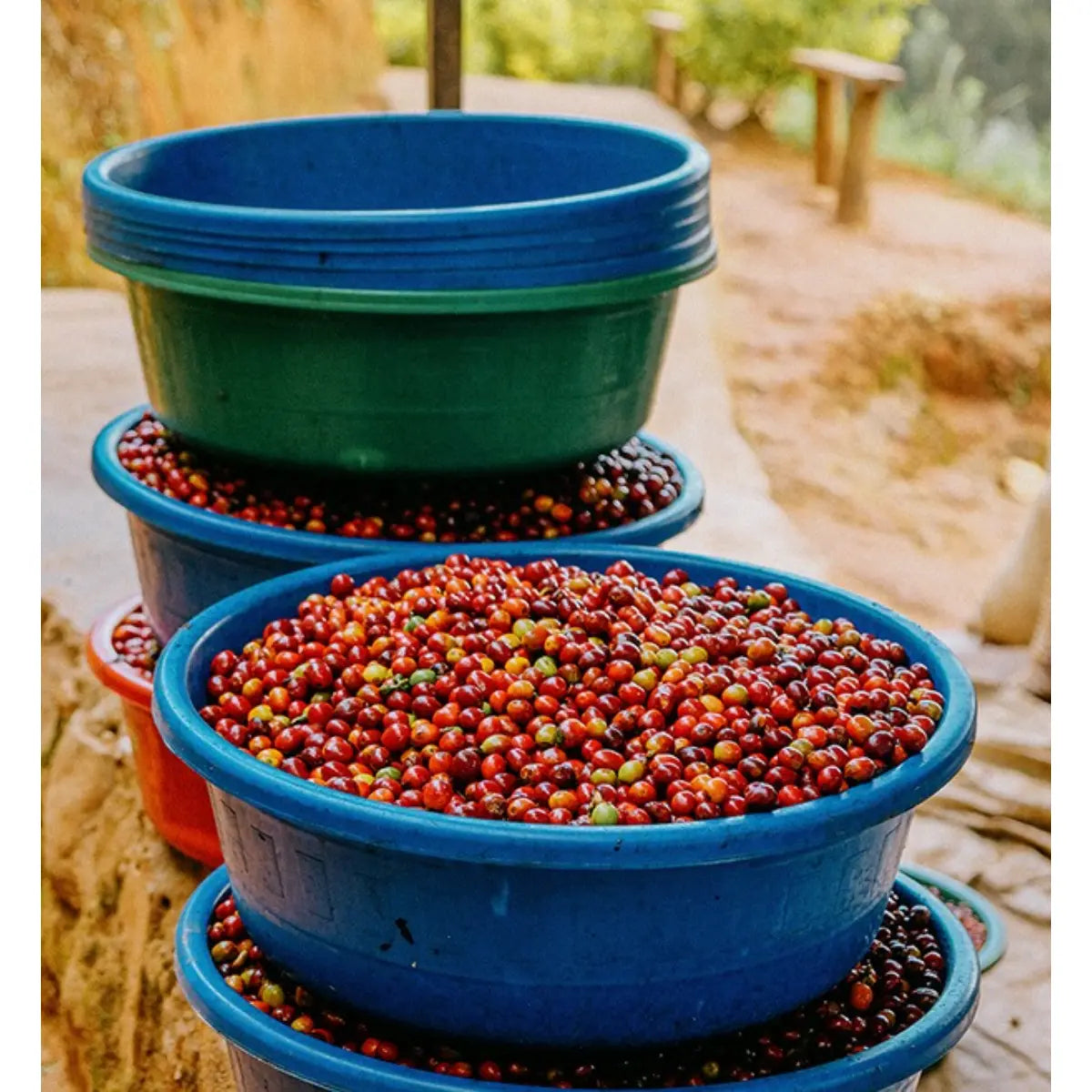 MONT58 Rwanda Single Origin Coffee Beans