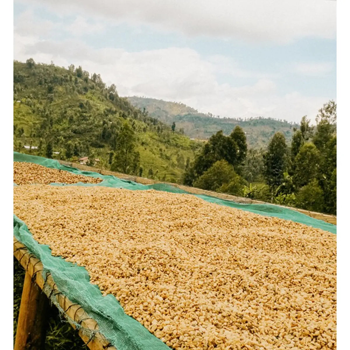 MONT58 Rwanda Single Origin Coffee Beans