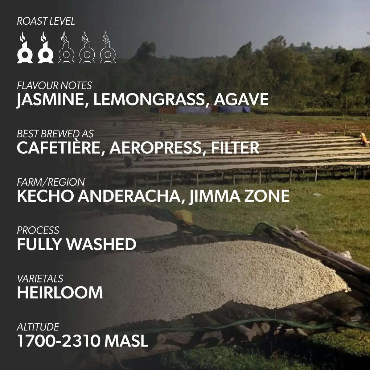 Chimney Fire - Chimney Fire Ethiopia Coffee Beans - Jasmine, Lemongrass, Agave - Coffee Beans - Prime Coffee Suppliers