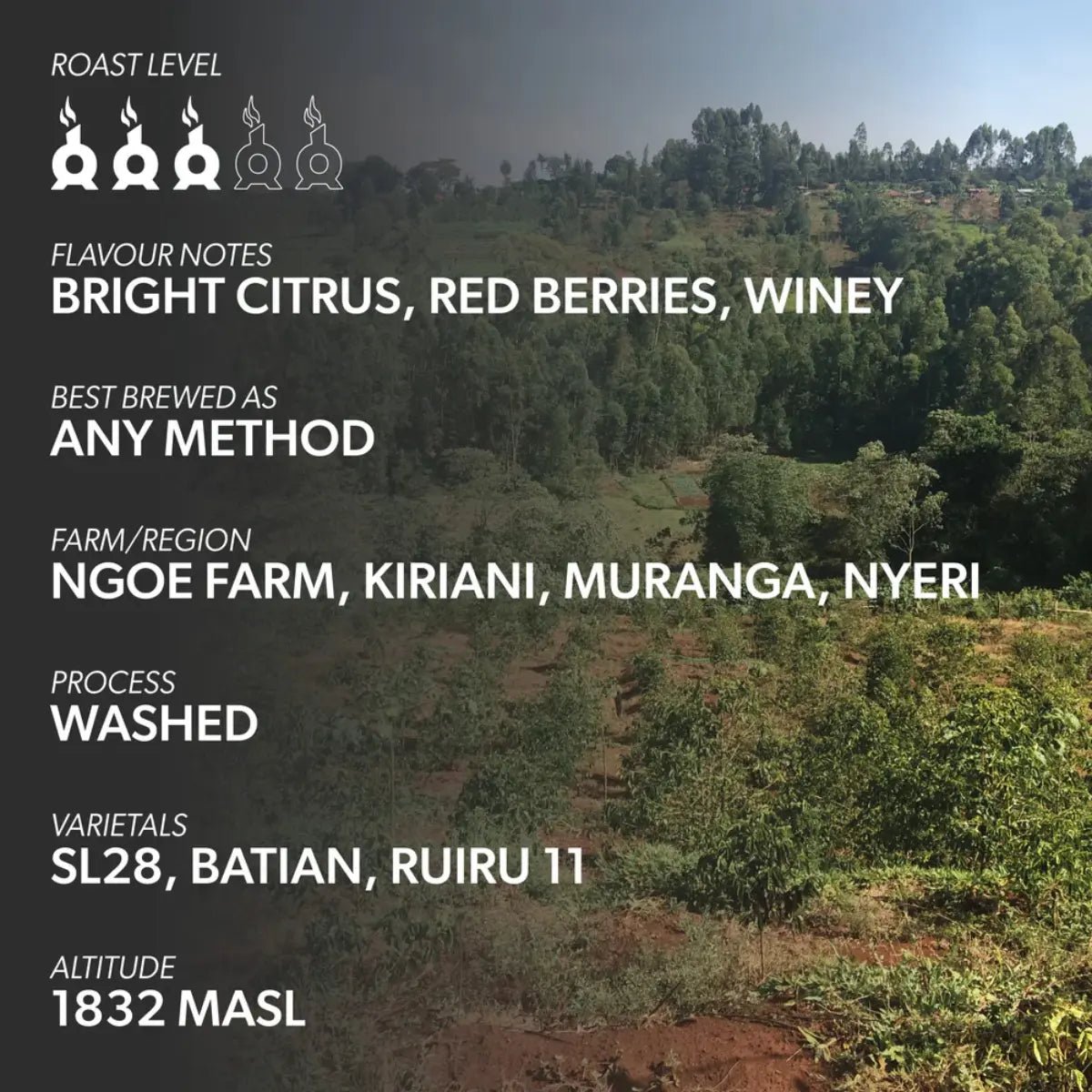 Chimney Fire - Chimney Fire Kenya Coffee Beans - Bright Citrus, Red Berries, Winey - Coffee Beans - Prime Coffee Suppliers