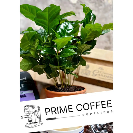 Prime Coffee Suppliers - Free Coffee Plant With Your Order - Accessories - Prime Coffee Suppliers