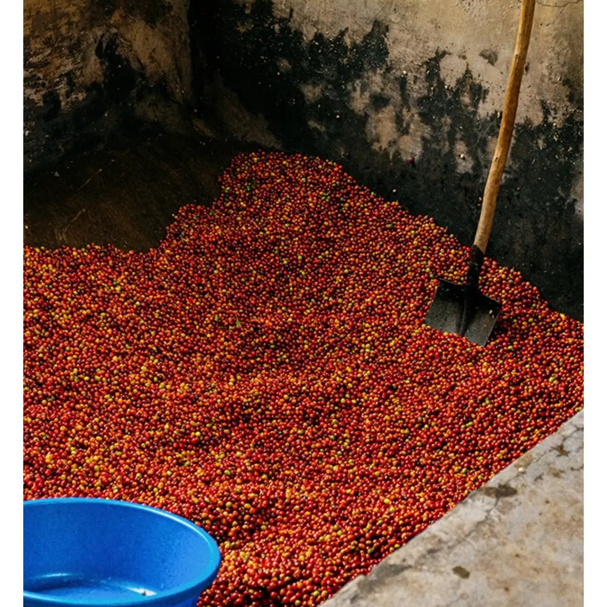 Mont58 - MONT58 Rwanda Single Origin Coffee Beans - Coffee Beans - Prime Coffee Suppliers