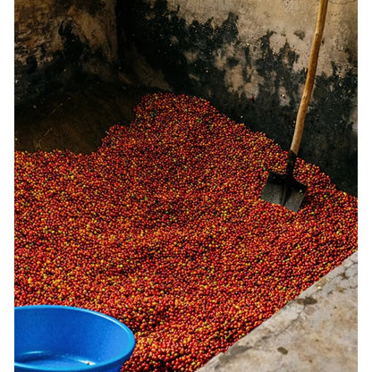Mont58 - MONT58 Rwanda Single Origin Coffee Beans - Coffee Beans - Prime Coffee Suppliers